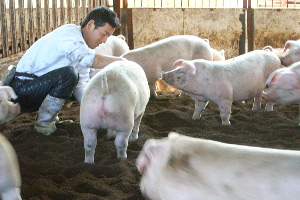 キノコの菌床を敷き詰めた豚舎